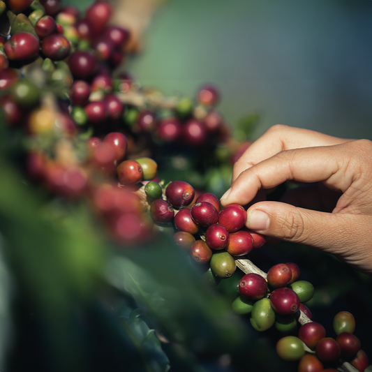 Transforming Lives with Every Cup: The Impact of Lengupá Coffee