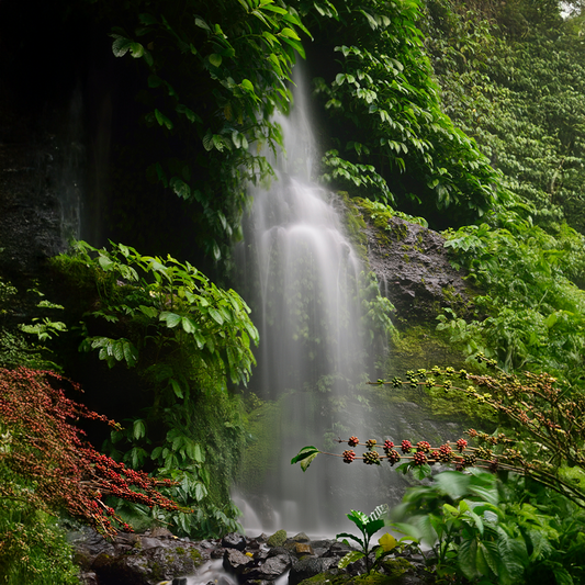 La Moccacía: Inspired by the Life-Giving Waters of Lengupá